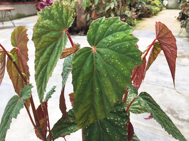 B. ‘Lucianae’